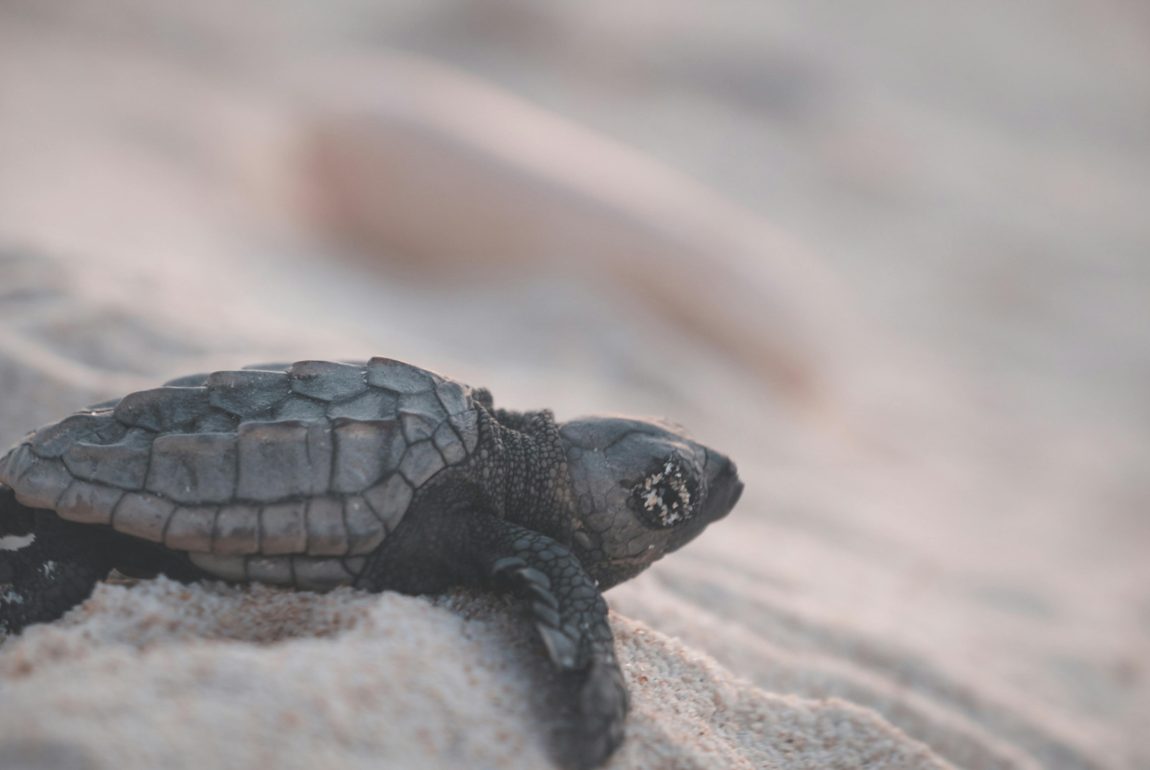 Turtle Nesting in Guyana