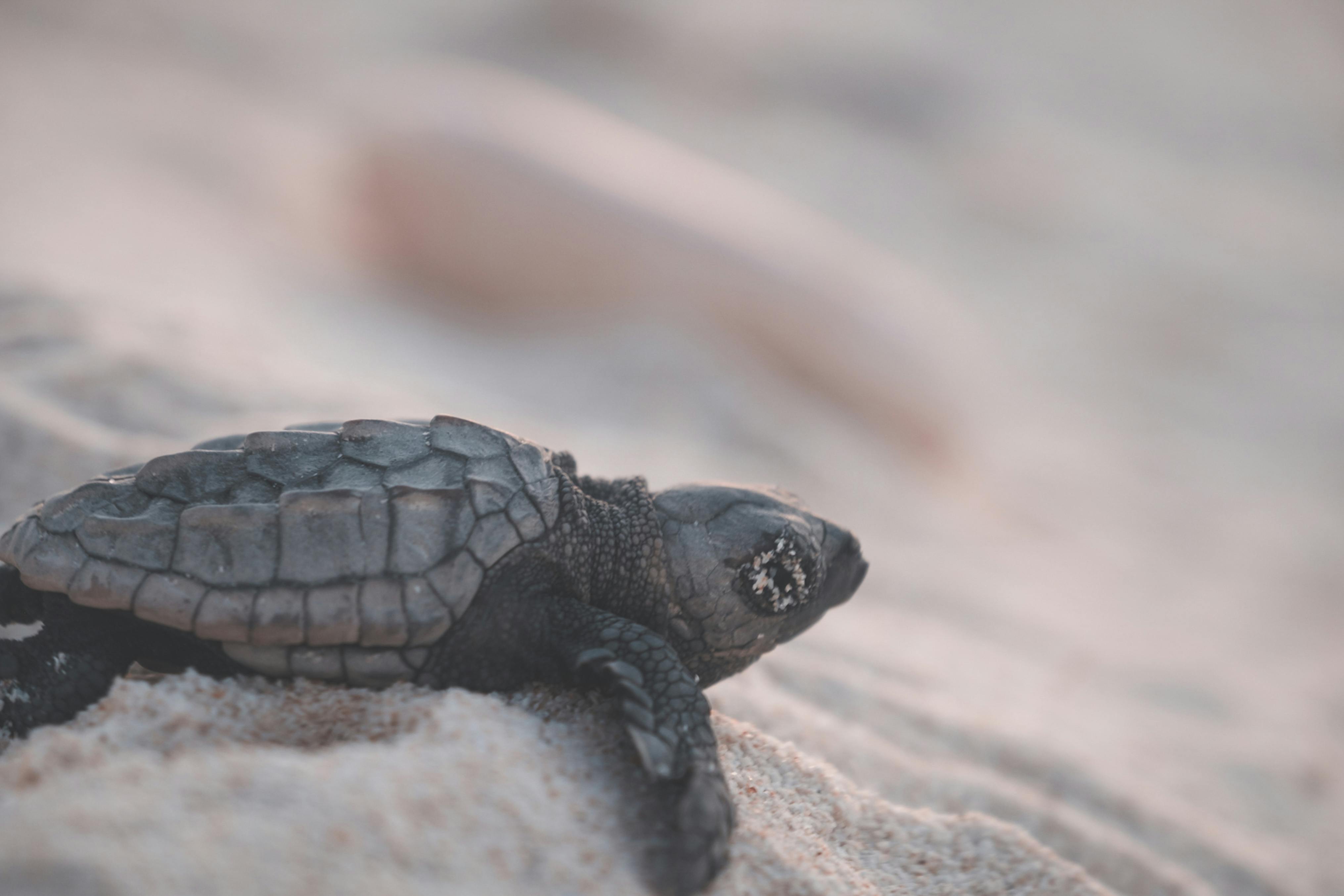 Turtle Nesting in Guyana